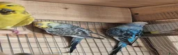 Budgerigars birds for sale: 3 budgies looking for a loving home - Advert 2