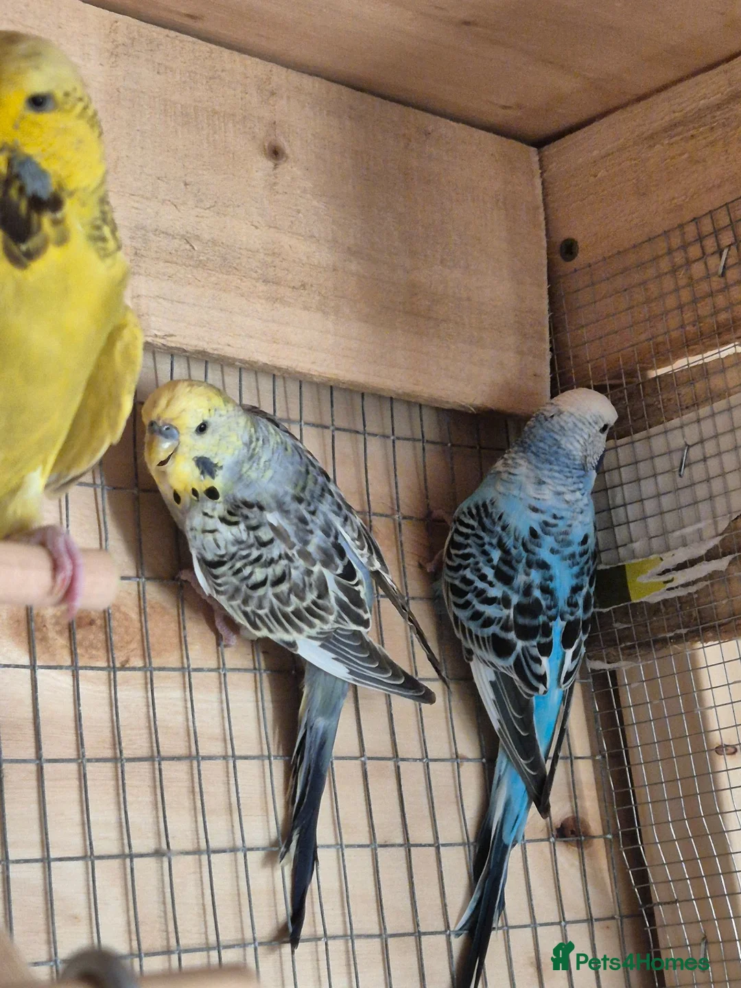 Budgerigars birds for sale: 3 budgies looking for a loving home - Advert 2
