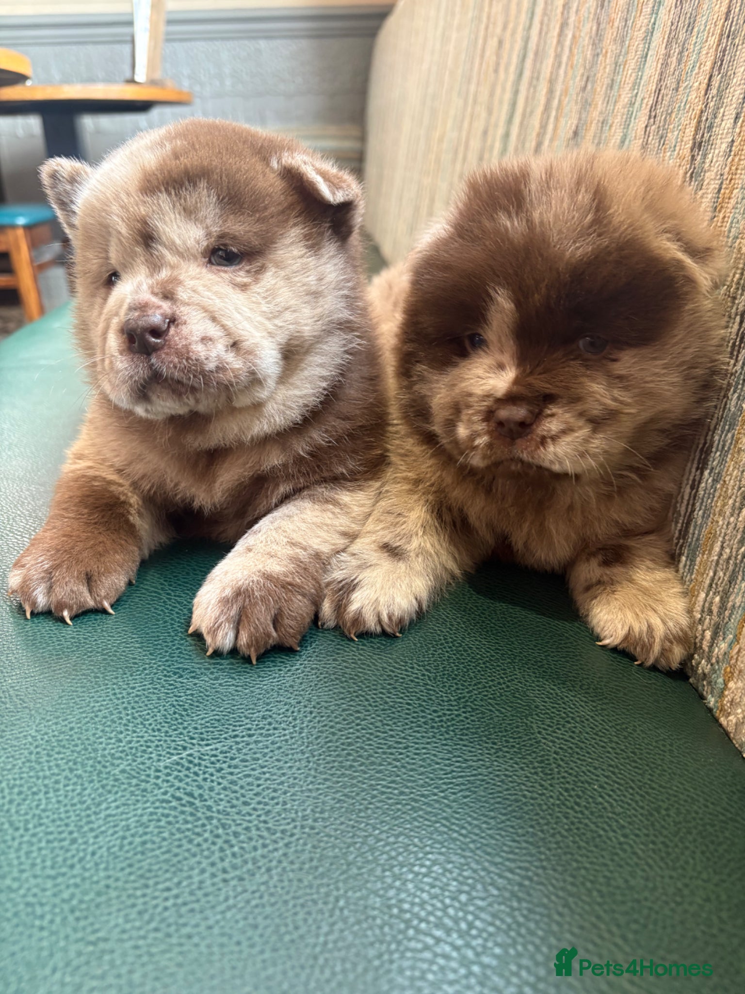 Chow Chow dogs Chow Puppies - Advert 6