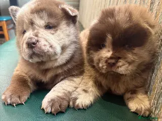 Chow Chow dogs Chow Puppies - Advert 6