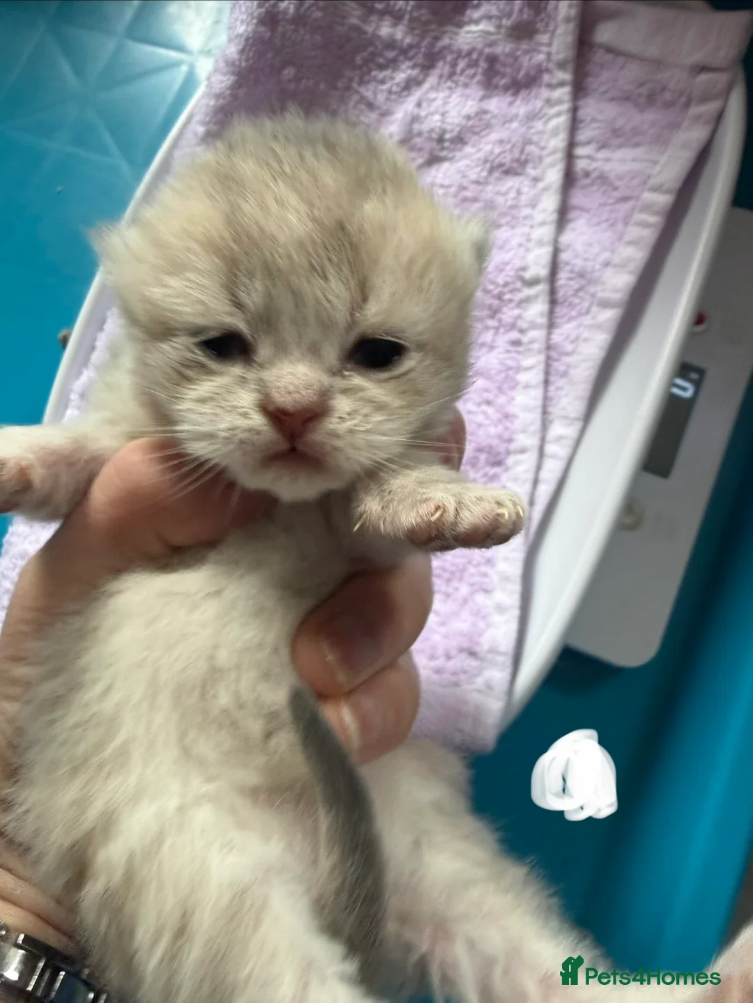 British Shorthair cats for sale: British Shorthair Golden Kittens  - Advert 2