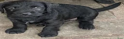 Patterdale Terrier dogs for sale: Gorgeous patterdale pups for sale - Advert 7