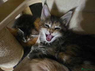 Maine Coon cats 7 beautiful Maine coon full breed kittens - Advert 12