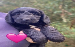 Sproodle dogs for sale: Stunning F1 Sproodle puppies  - Image 9