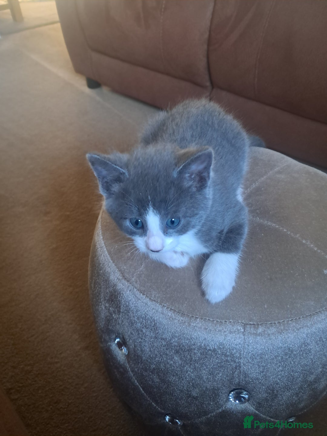 Mixed Breed cats for sale: 2 BEAUTIFUL BOY KITTENS AVAILABLE  - Image 3