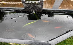 Pond Fish fish for sale: 4 pond fish - Image 2