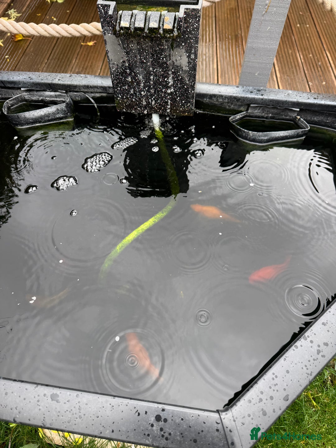 Pond Fish fish for sale: 4 pond fish - Image 2