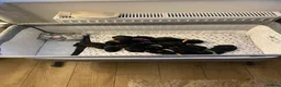 Labrador Retriever dogs for sale: Beautiful litter of Black Labradors  - Advert 4