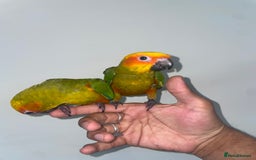 Conures birds for sale: 100% SILLY TAME HAND REARED BABY SUN CONURES - Image 8
