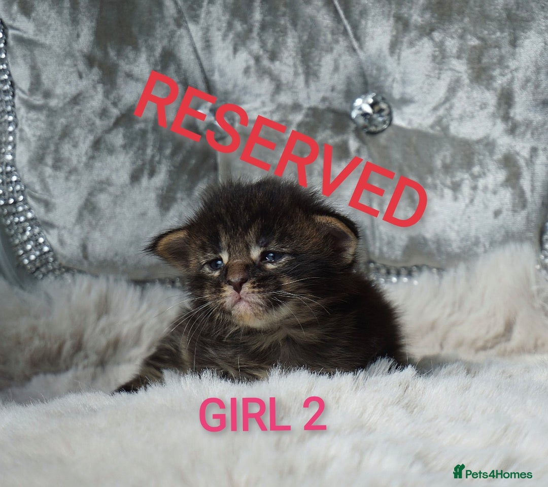 Maine Coon cats for sale: SHOW QUALITY MAINE COON KITTENS  - Image 10