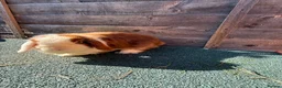 Giant Papillon rabbits for sale: continental giant , minilop , netherland draft - Advert 11