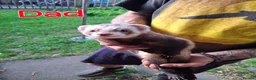 Ferret rodents for sale: Baby boy ferrets for sale in Oakham - Advert 8