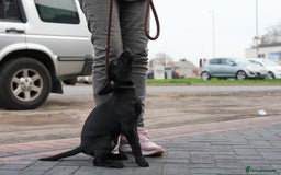 Labrador Retriever dogs for sale: Labrador puppies 2 male black KC reg - Image 14