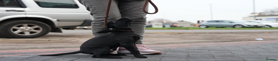 Black male Labrador Retriever Puppy 