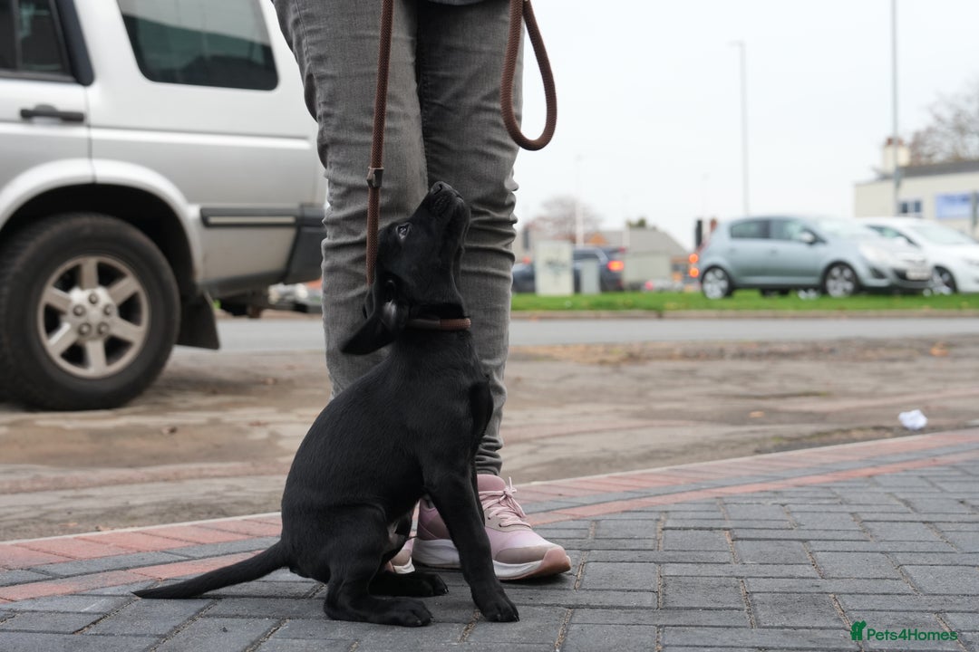 Labrador Retriever dogs for sale: Labrador puppies 2 male black KC reg - Image 14