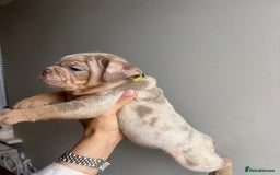 English Bulldog dogs for sale: English Bulldog Puppies  - Image 14