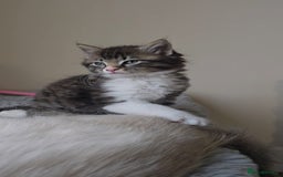 Ragdoll cats for sale: *READY NOW* RAGDOLL CROSS LONG-HAIRED - Image 9