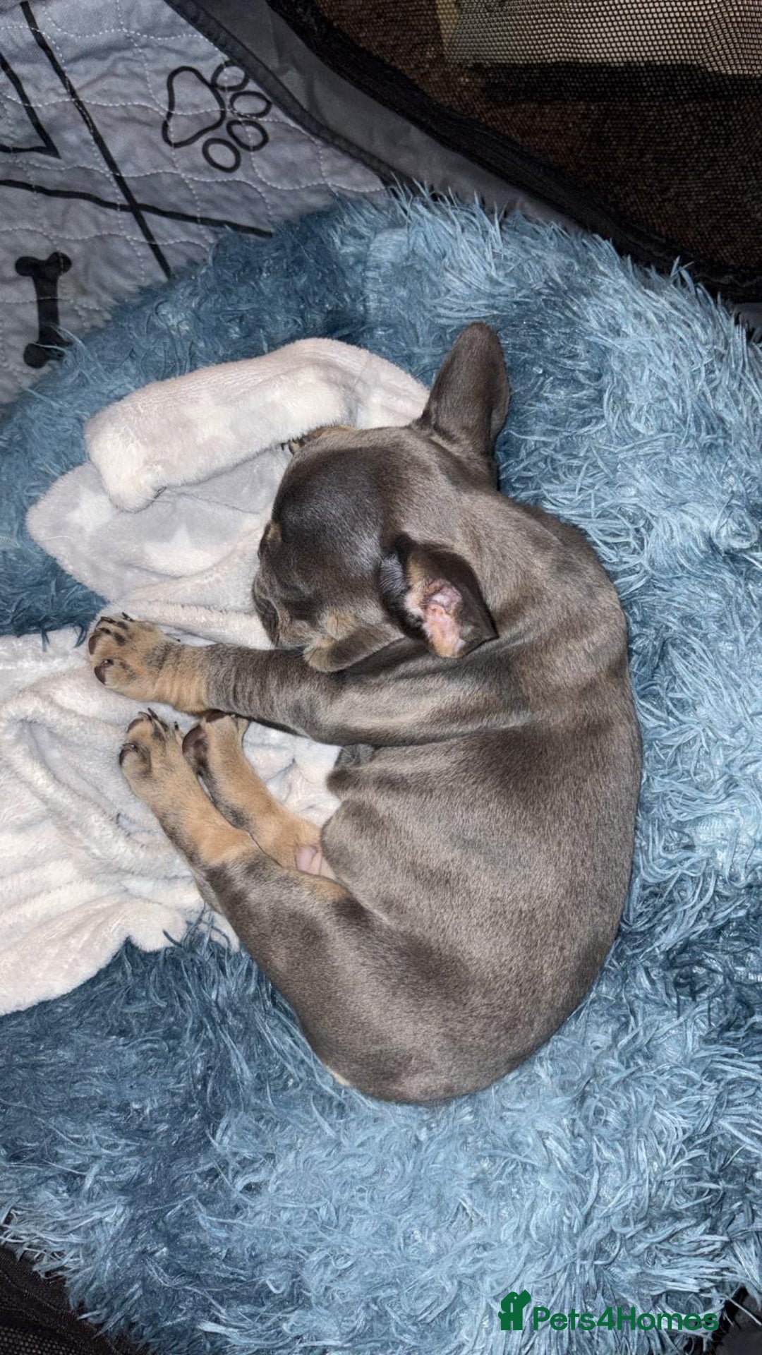 French Bulldog dogs for sale: 1 GIRL REMAINING FROM LITTER OF 5 FRENCH BULLDOGS  - Advert 22