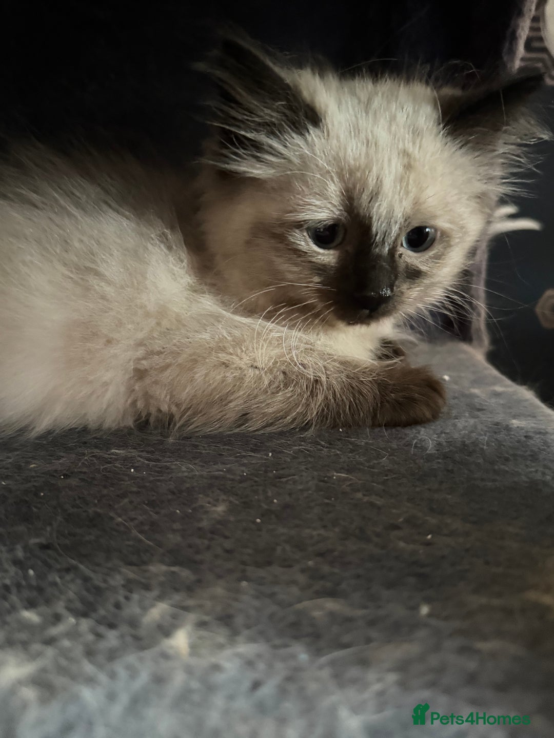 Ragdoll cats for sale: 2 stunning seal point ragdoll boys  - Image 13