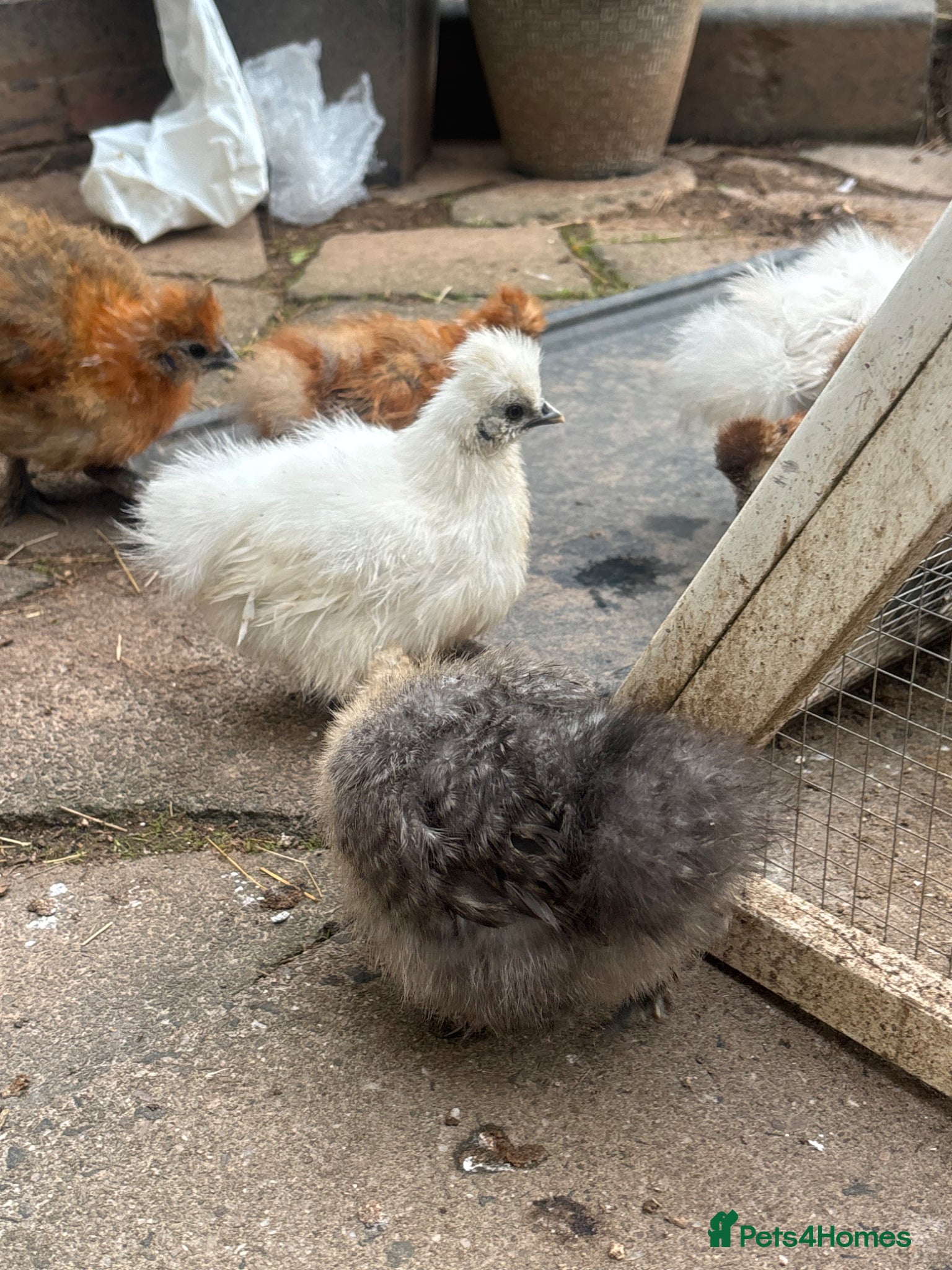 Chickens poultry USA Bearded silkies growers mixed colours  - Advert 2