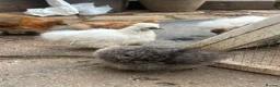 Chickens poultry for sale: USA Bearded silkie growers mixed colours  - Advert 2