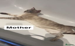 Bengal cats for sale: Adorable snow bengal kittens - Image 9