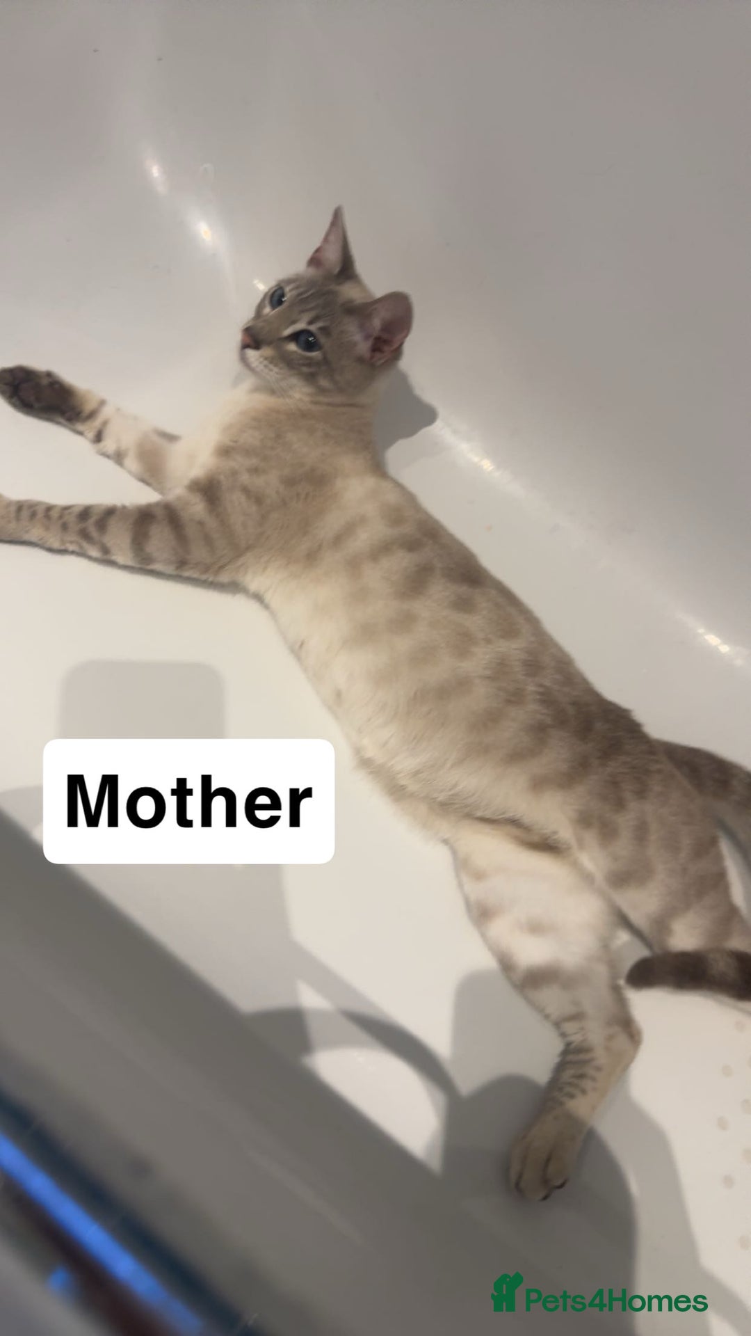 Bengal cats for sale: Adorable snow bengal kittens - Image 9