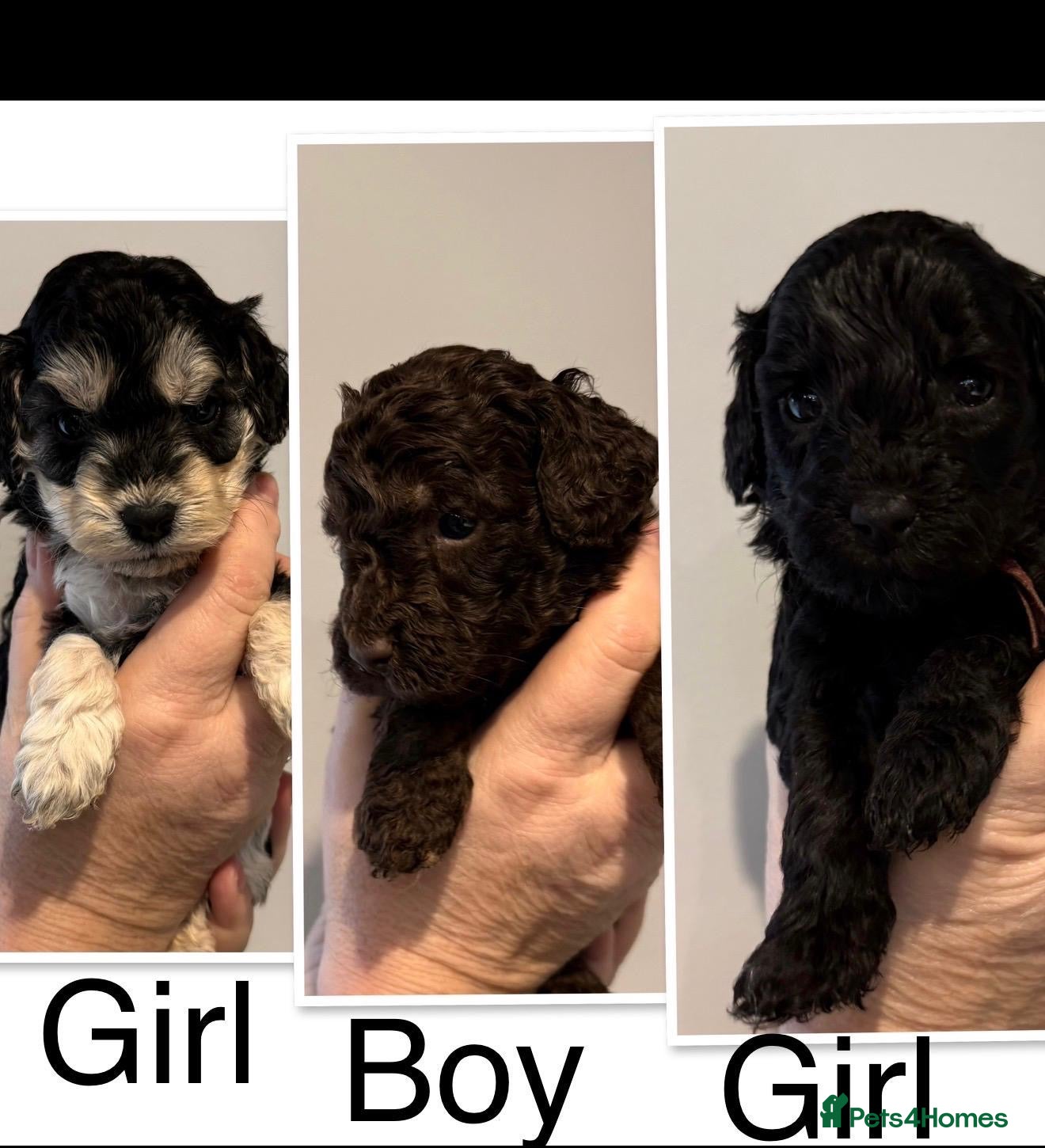 Cockapoo dogs Cockapoo - Advert 15