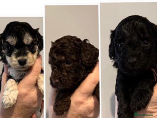Cockapoo dogs Cockapoo - Advert 15