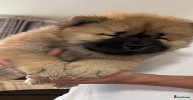 Chow Chow dogs - Advert 5
