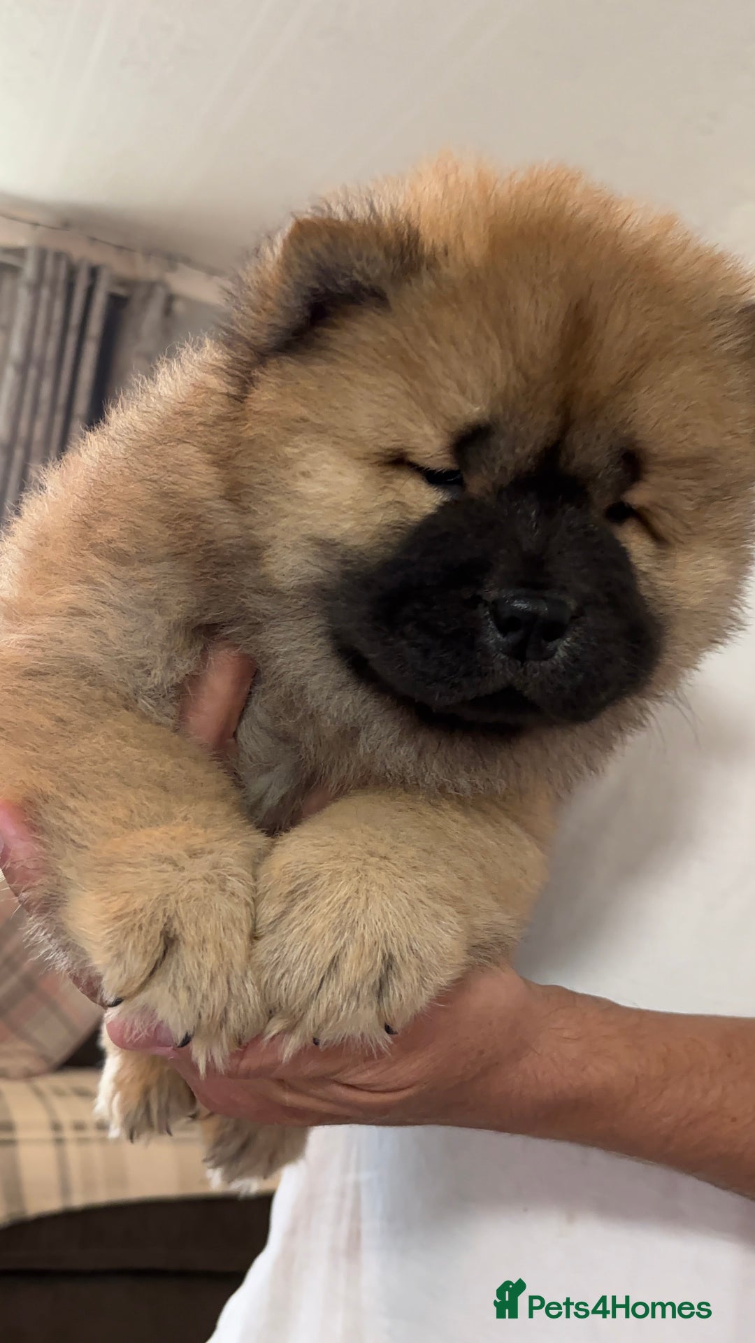 Chow Chow dogs for sale: 🤍  1 STUNNING GIRL LEFT 🐾 READY TO LEAVE 🐾 - Image 4