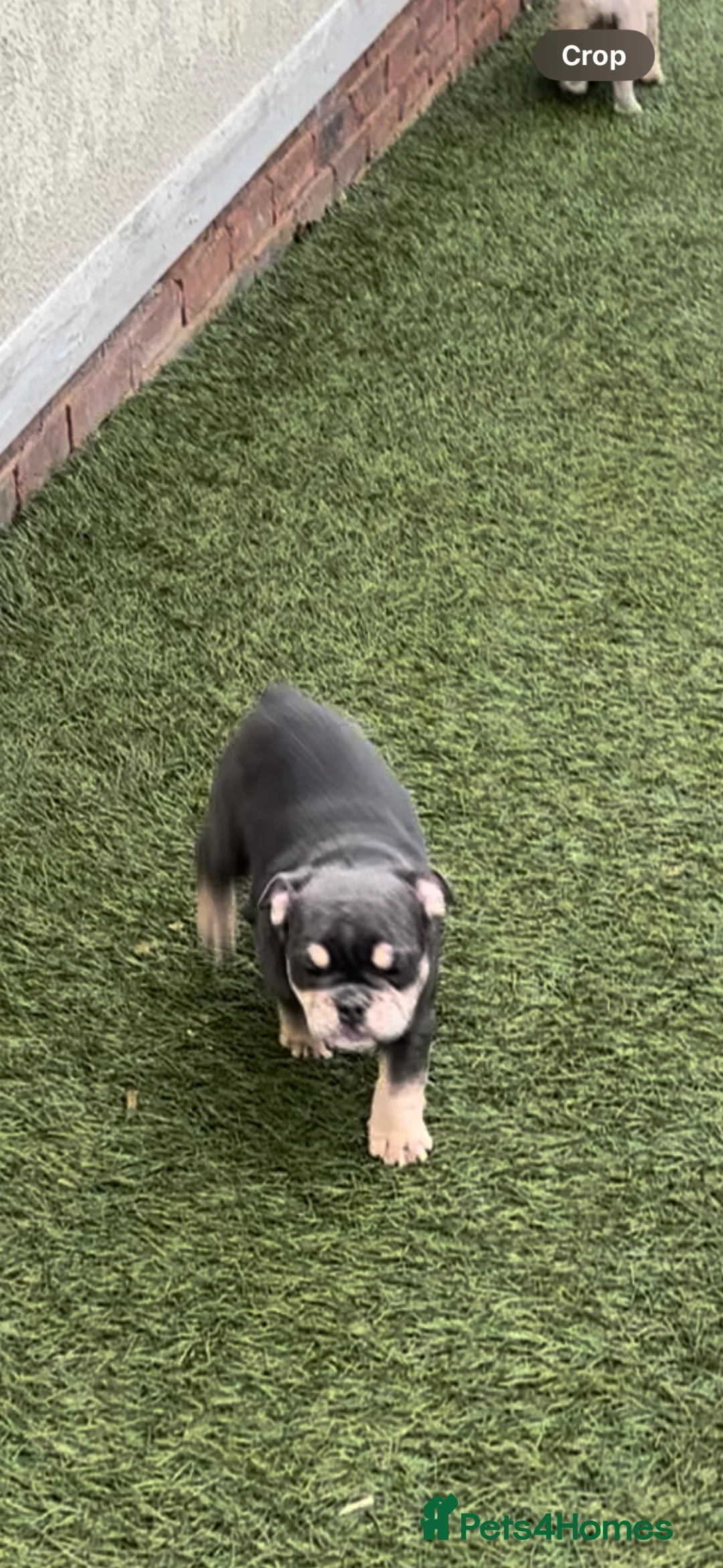 English Bulldog dogs for sale: English bull dog  - Advert 6