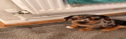 Mixed Breed dogs for sale: Dashund and Yorkshire terrier puppies - Advert 20