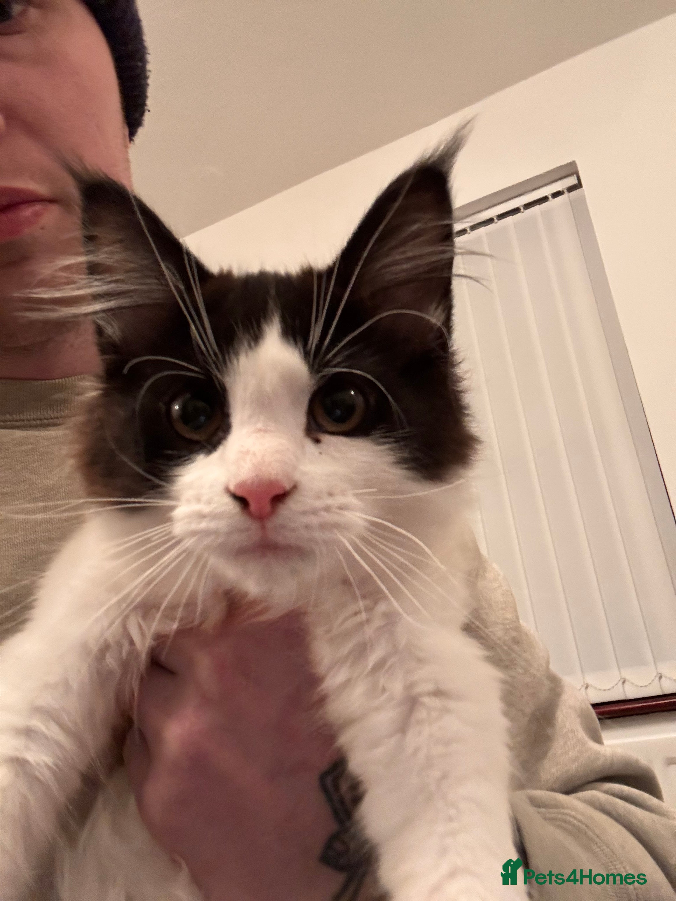 Ragdoll cats Main coon ragdoll mix - Advert 1