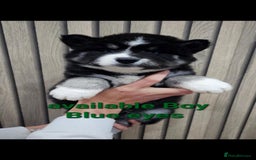 Siberian Husky dogs for sale: ready to go Wooly Siberian Husky - Image 6