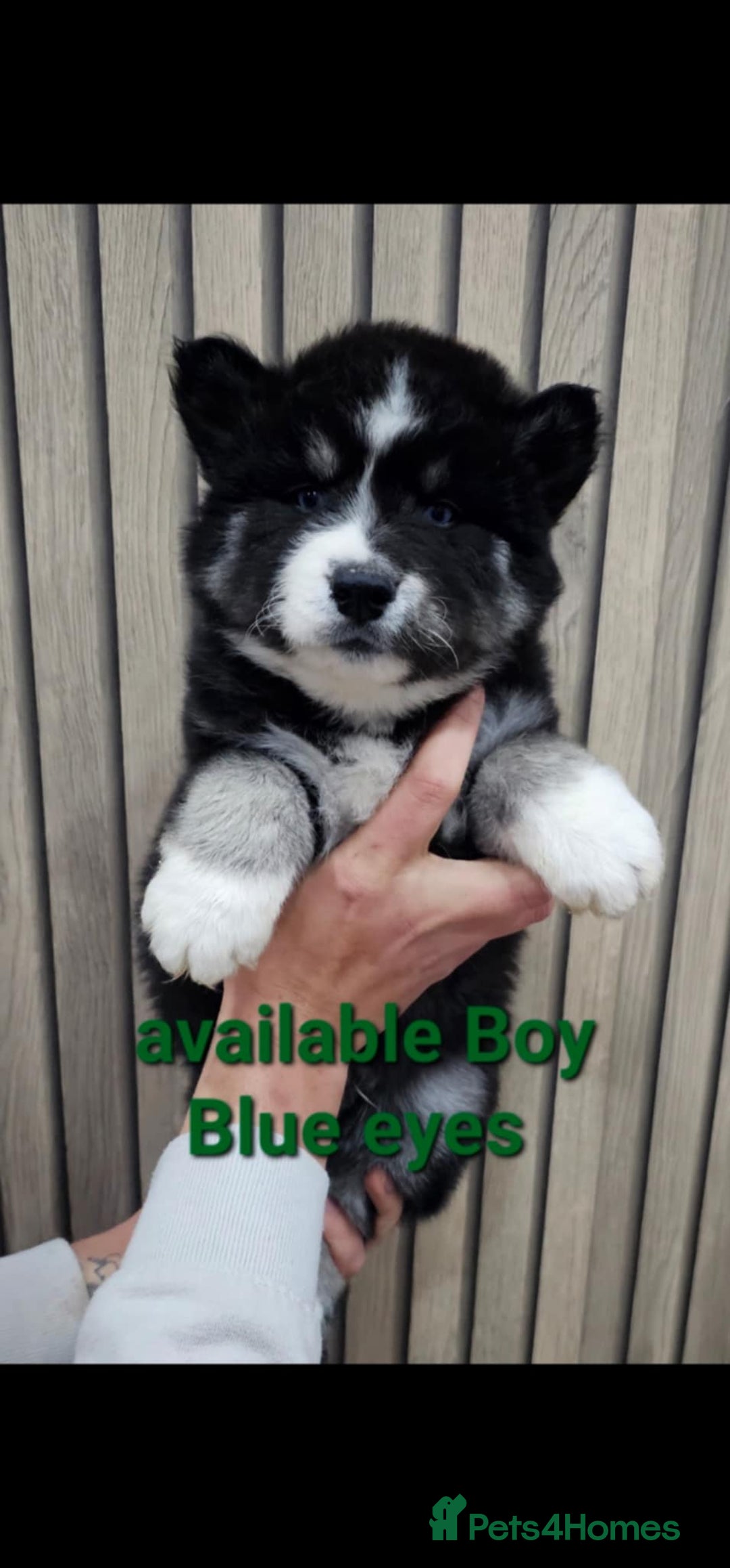 Siberian Husky dogs for sale: ready to go Wooly Siberian Husky - Image 6