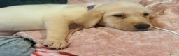 Labrador Retriever dogs for sale: Kc registered Labrador puppies - Advert 6