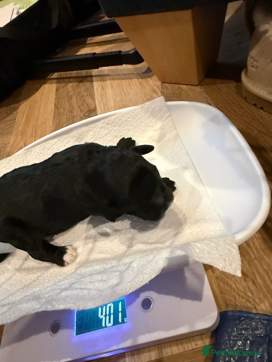 Cavapoo dogs for sale: Beautiful F1b Cavapoo Puppies - Only 3 left  - Advert 19