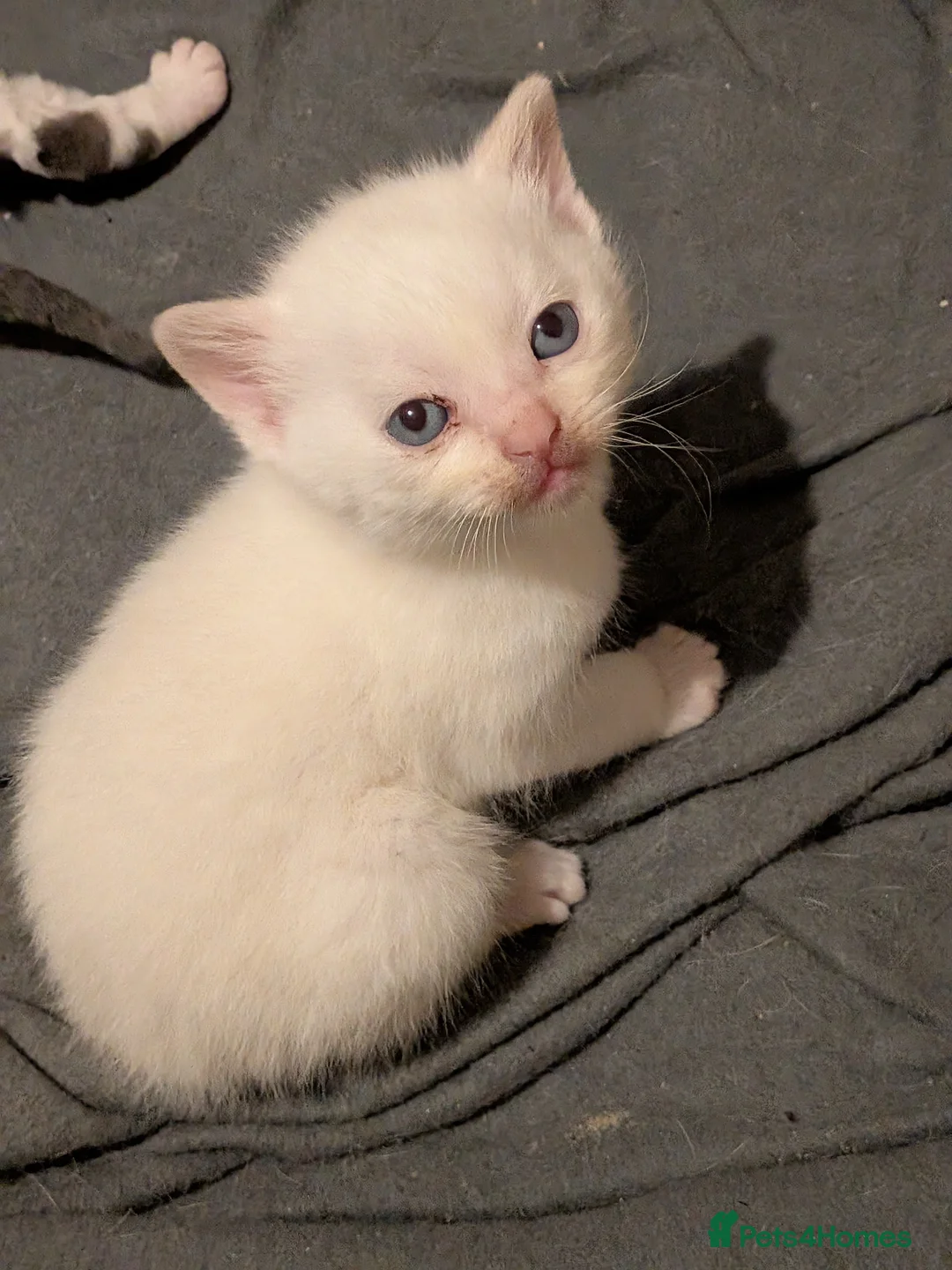 British Shorthair cats for sale: 4 kittens - Advert 1