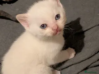 British Shorthair cats 4 kittens - Advert 2