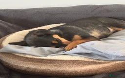 Jack Russell dogs for sale:  Friendly, playful and healthy 3yo Bella - Image 6