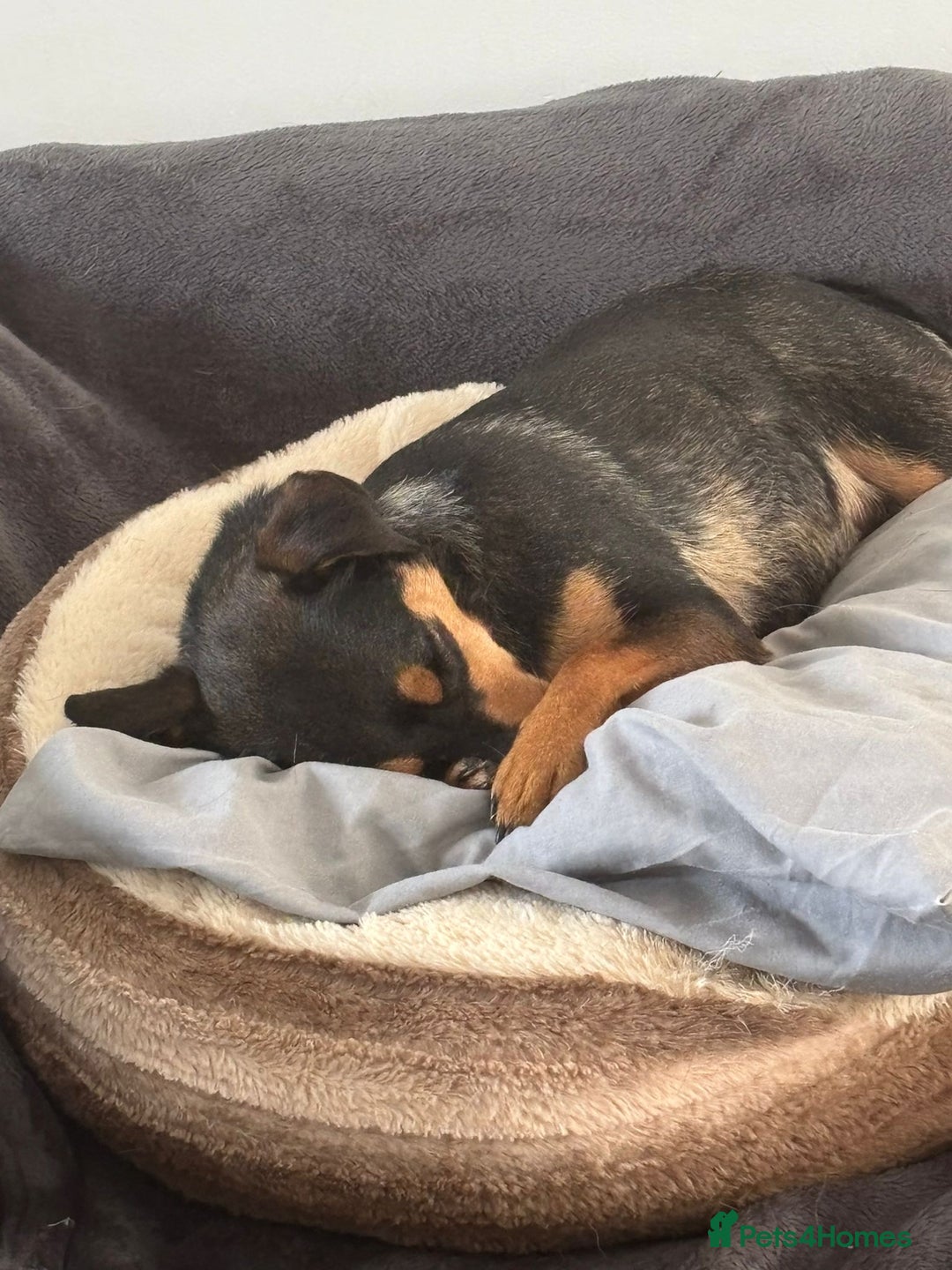 Jack Russell dogs for sale:  Friendly, playful and healthy 3yo Bella - Image 6