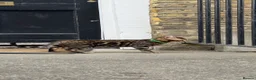 Bengal cats for sale: Ready TO LEAVE ! PURE TICA BENGALS - Advert 27