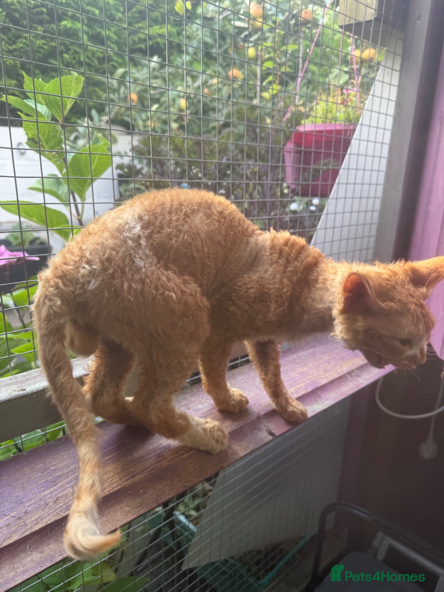 Devon Rex cats Experienced Devon Rex for stud - Advert 2