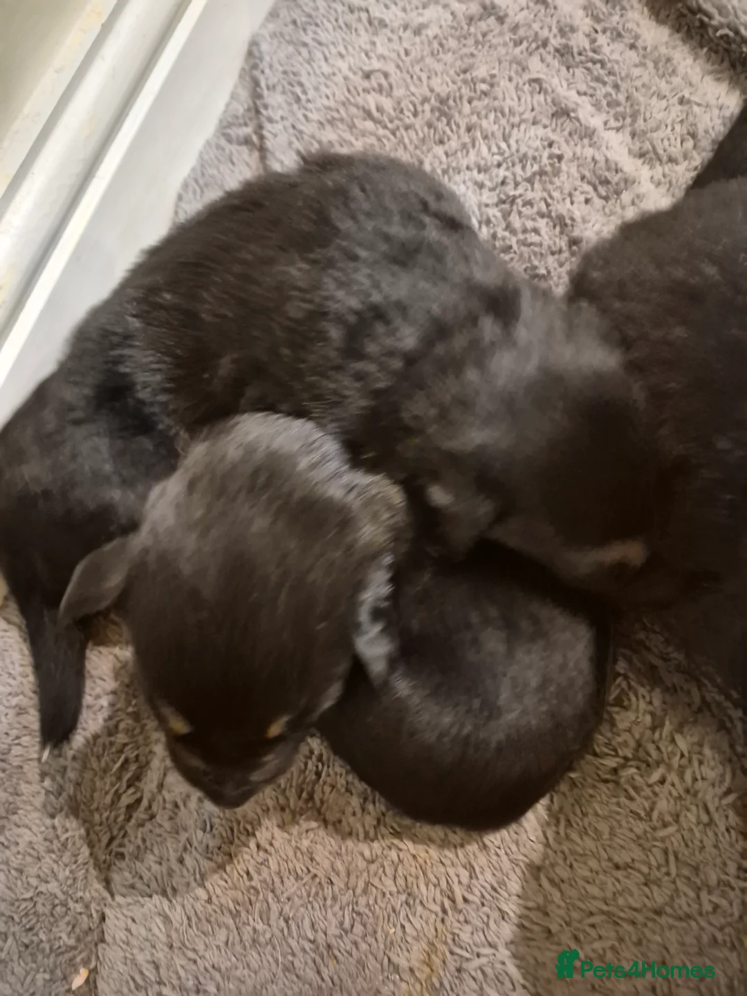 Mixed Breed dogs for sale: 5 shollie pups - Advert 6