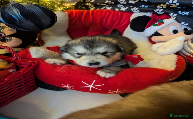 Alaskan Malamute dogs KC Alaskan malamute puppies champion lines - Advert 9