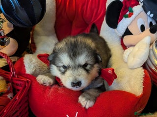 Alaskan Malamute dogs KC Alaskan malamute puppies champion lines - Advert 10