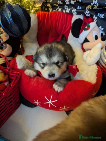 Alaskan Malamute dogs KC Alaskan malamute puppies champion lines - Advert 9