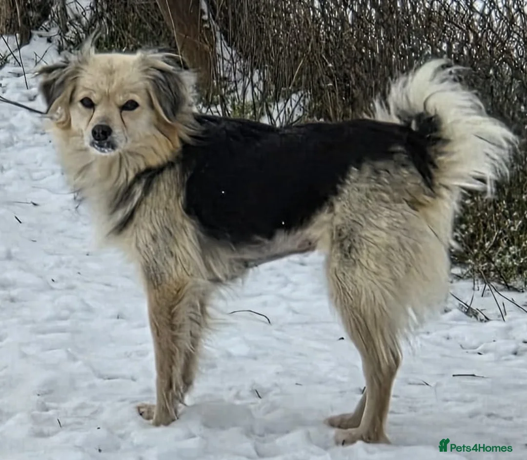 Mixed Breed dogs for adoption: 🐾❤️BONO – a Little Explorer With a Big Heart ❤️🐾 - Advert 2