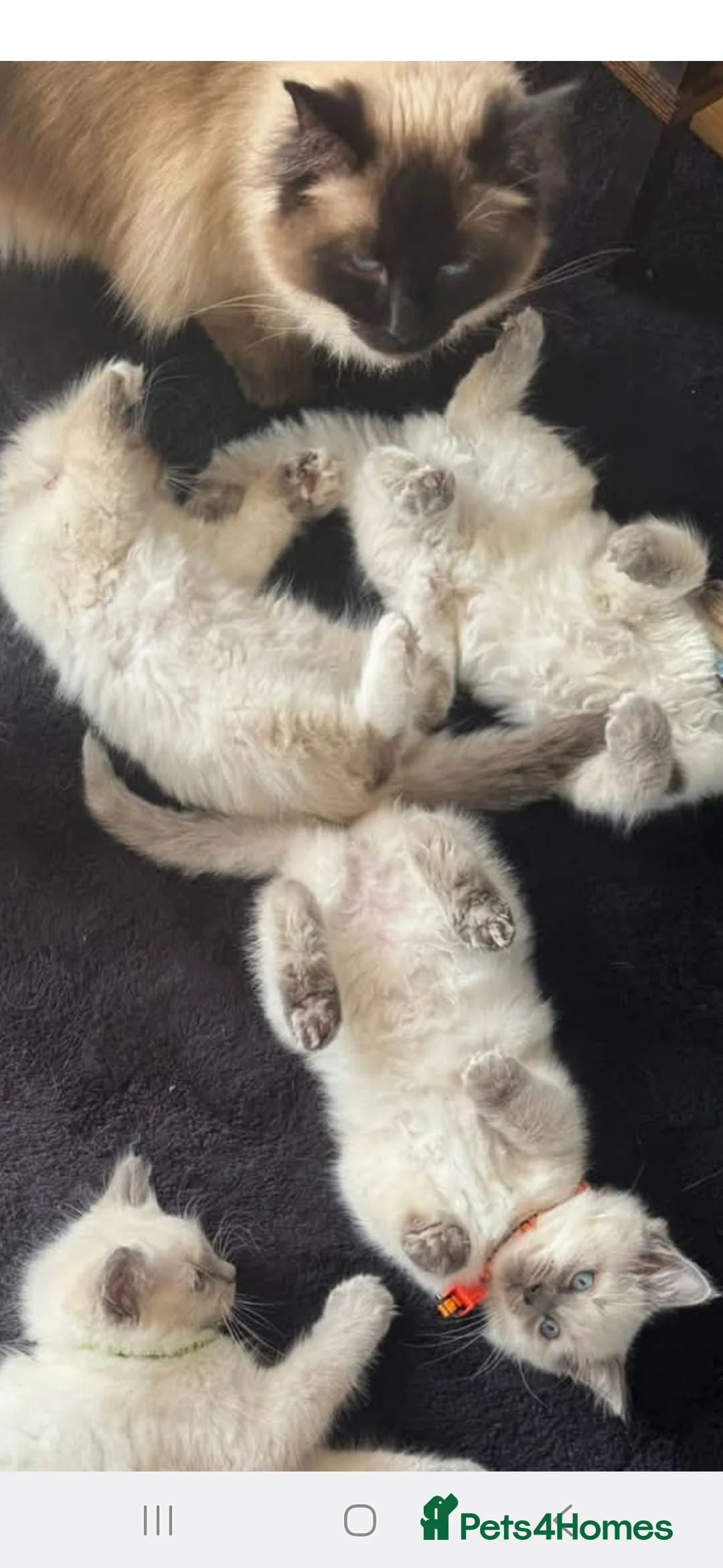 Ragdoll cats for sale: Female ragdoll  - Advert 3